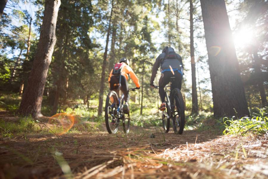 pair of mountain bikers on trail in forest