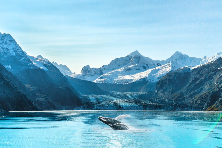 what is ecotourism feat. a humpback whale with glacial mountains in background